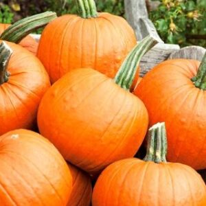 Jack O' Lantern
