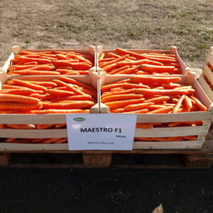 Maestro F1