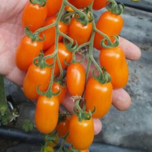 Odat F1
