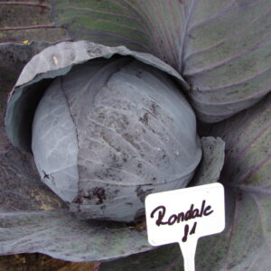 Rondale F1 YR
