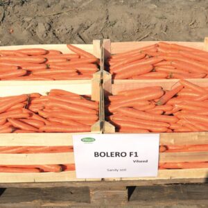 Bolero F1