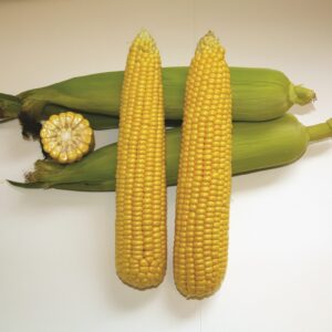 Kinze F1