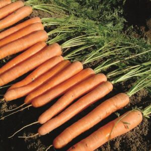 Siroco F1