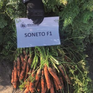 Soneto F1