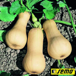 Butternut
